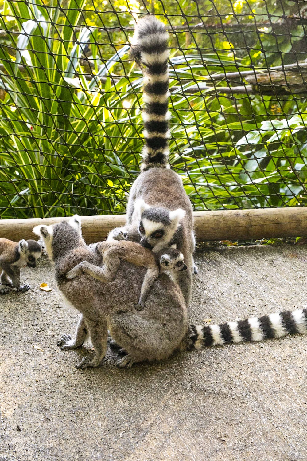 parc des mamelles Guadeloupe