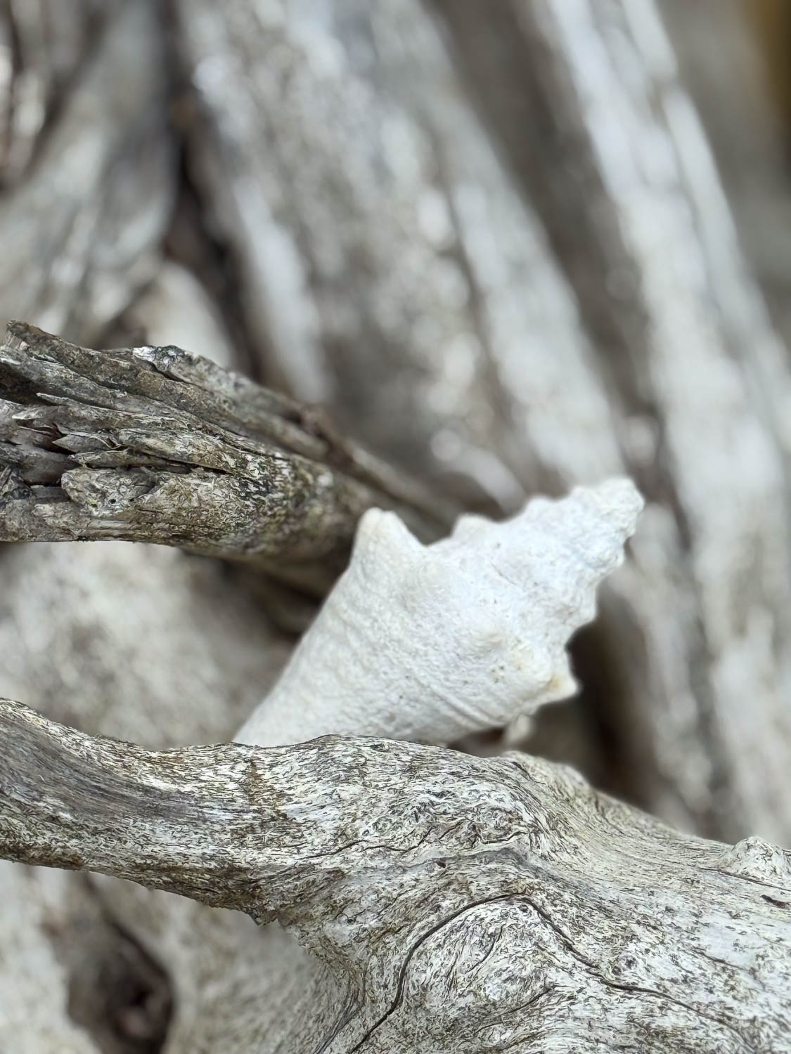 coquillage guadeloupe
