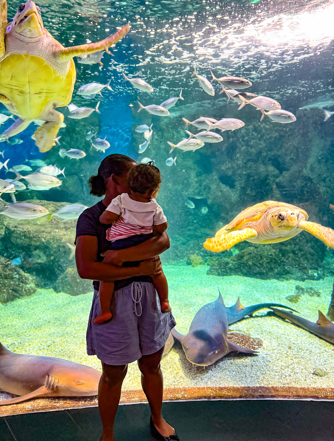 guadeloupe aquarium gosier grande terre